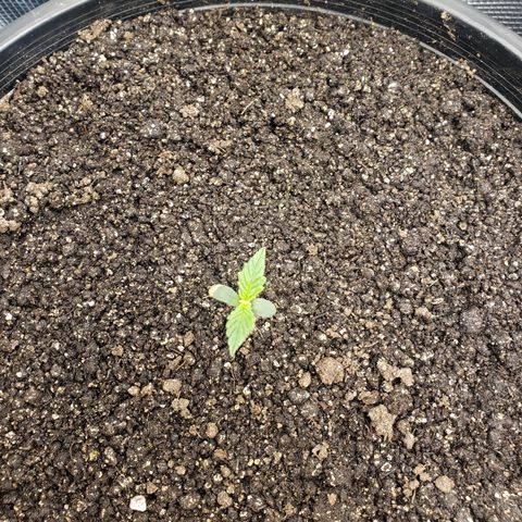 Geloctane  growlog photo: Plants are looking OK 
