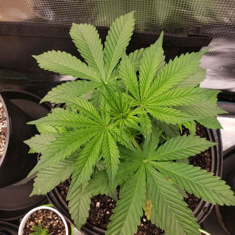 Geloctane  growlog photo: Plants are looking OK 