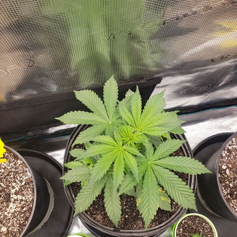 Geloctane  growlog photo: Plants are looking OK 