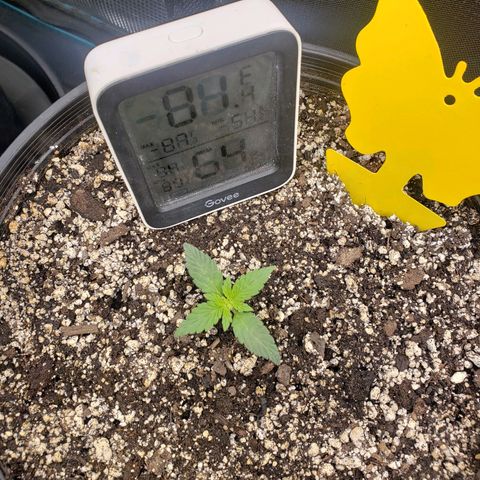 Geloctane  growlog photo: Plants are looking OK 