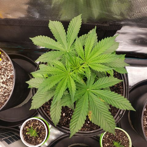 Geloctane  growlog photo: Plants are looking OK 