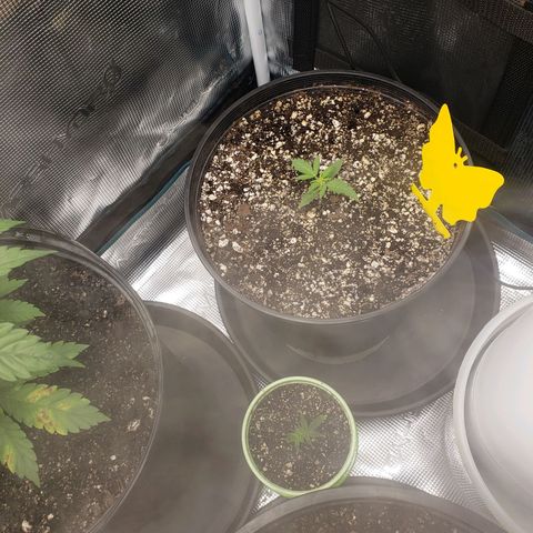 Geloctane  growlog photo: Plants are looking OK 