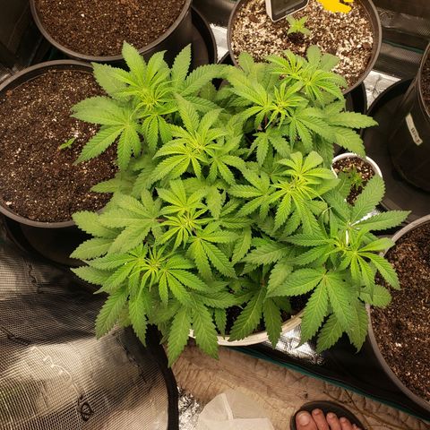 Geloctane  growlog photo: Plants are looking OK 