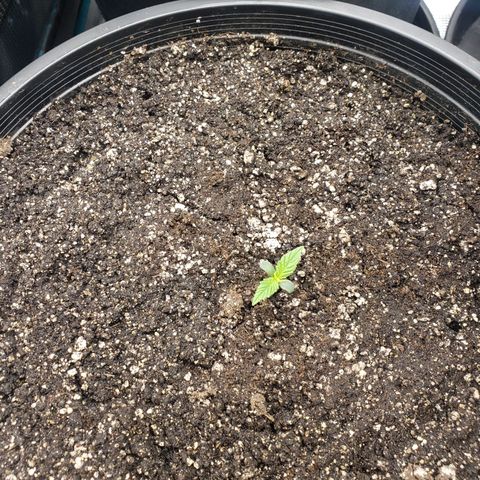 Geloctane  growlog photo: Plants are looking OK 