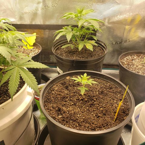 Geloctane  growlog photo: Plants are looking OK 
