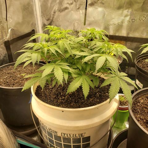 Geloctane  growlog photo: Plants are looking OK 