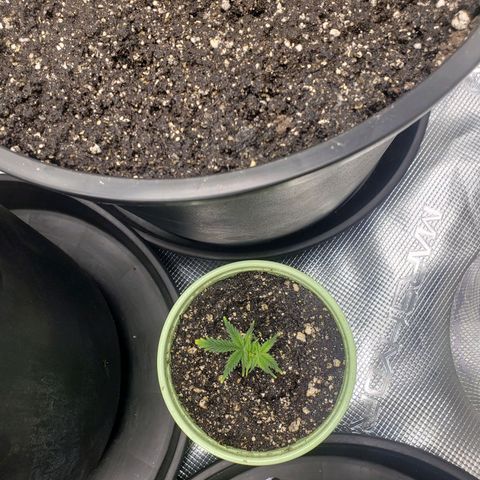 Geloctane  growlog photo: Plans to looking good 