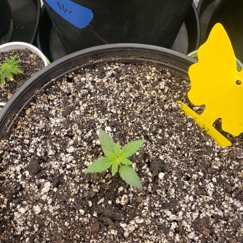 Geloctane  growlog photo: Plans to looking good 