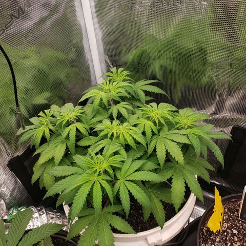 Geloctane  growlog photo: Plans to looking good 