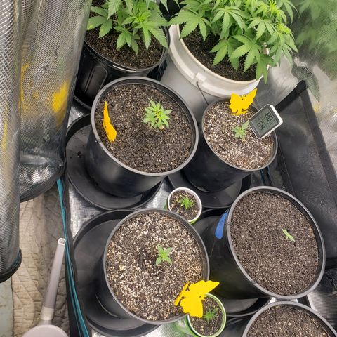 Geloctane  growlog photo: Plans to looking good 