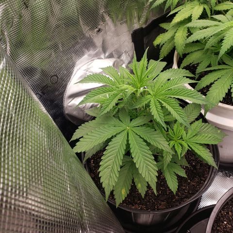 Geloctane  growlog photo: Plans to looking good 