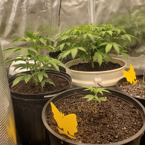 Geloctane  growlog photo: Plans to looking good 