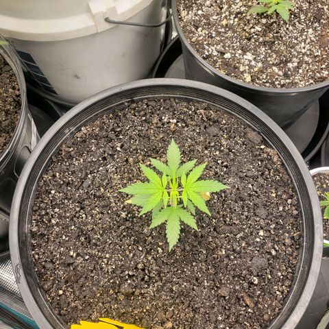 Geloctane  growlog photo: Plans to looking good 