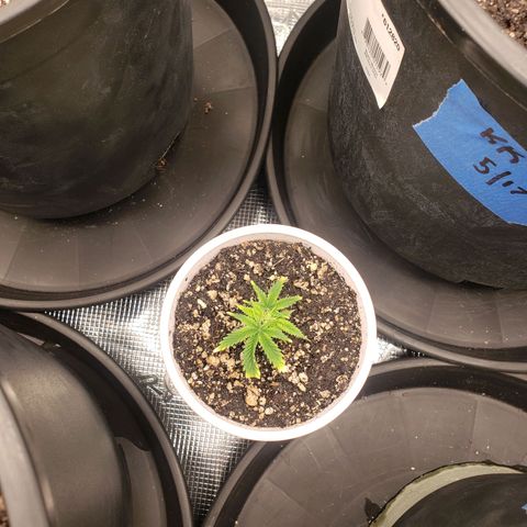 Geloctane  growlog photo: Plans to looking good 