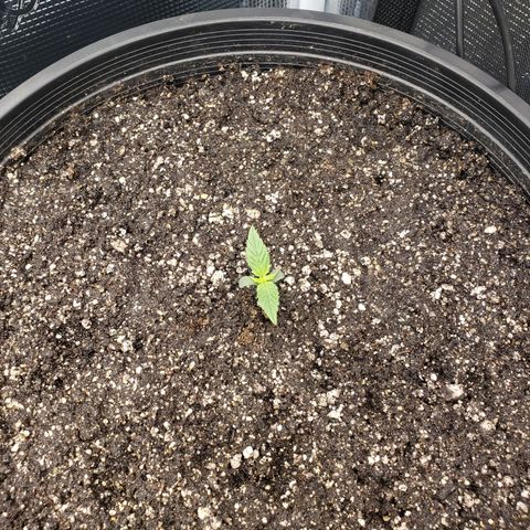 Geloctane  growlog photo: Plans to looking good 