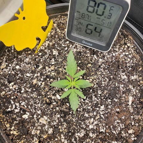 Geloctane  growlog photo: Plans to looking good 