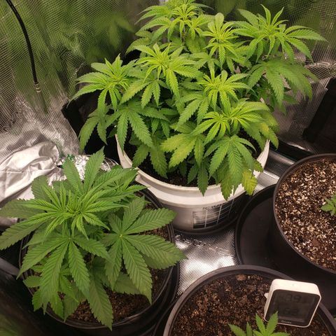 Geloctane  growlog photo: Watered both geloctane and super skunk 1.3l gs 0.70l ss 2:40pm 