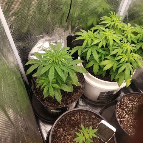Geloctane  growlog photo: Watered both geloctane and super skunk 1.3l gs 0.70l ss 2:40pm 