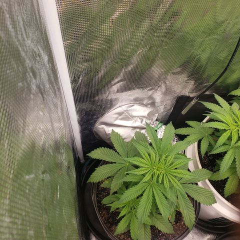 Geloctane  growlog photo: Watered both geloctane and super skunk 1.3l gs 0.70l ss 2:40pm 
