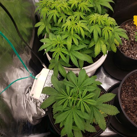 Geloctane  growlog photo: Trying to get ph and nutrients under control?