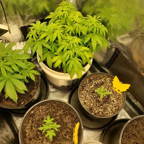 Geloctane  growlog photo: Trying to get ph and nutrients under control?