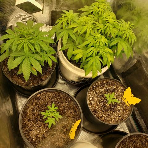 Geloctane  growlog photo: Trying to get ph and nutrients under control?