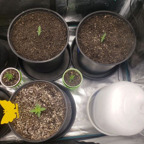 Geloctane  growlog photo: Trying to get ph and nutrients under control?