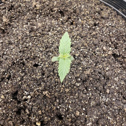 Geloctane  growlog photo: Trying to get ph and nutrients under control?