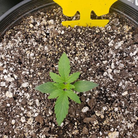 Geloctane  growlog photo: Trying to get ph and nutrients under control?