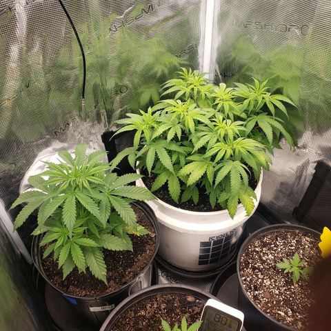 Geloctane  growlog photo: Trying to get ph and nutrients under control?