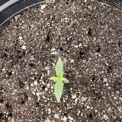 Geloctane  growlog photo: Trying to get ph and nutrients under control?