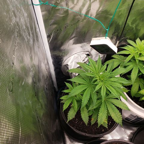 Geloctane  growlog photo: I don't know what the f***'s going on Too much water not enough water too many nutrients not enough nutrients too high of PH to low PH?????