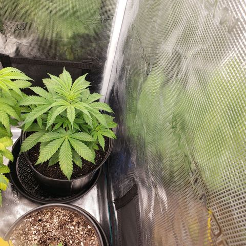 Geloctane  growlog photo: I don't know what the f***'s going on Too much water not enough water too many nutrients not enough nutrients too high of PH to low PH?????