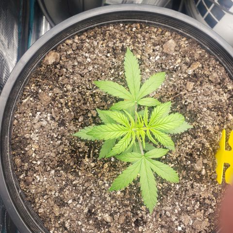 Geloctane  growlog photo: I don't know what the f***'s going on Too much water not enough water too many nutrients not enough nutrients too high of PH to low PH?????