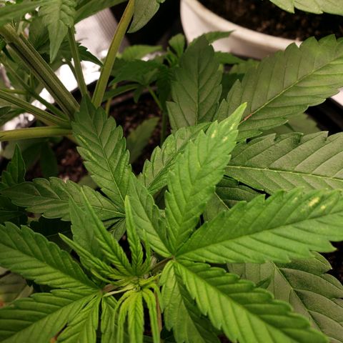 Geloctane  growlog photo: I don't know what the f***'s going on Too much water not enough water too many nutrients not enough nutrients too high of PH to low PH?????