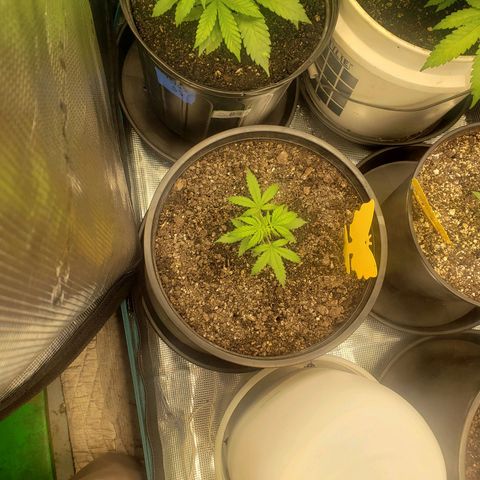Geloctane  growlog photo: I don't know what the f***'s going on Too much water not enough water too many nutrients not enough nutrients too high of PH to low PH?????
