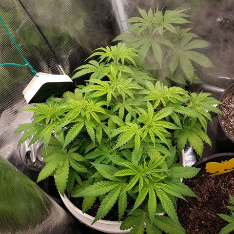 Geloctane  growlog photo: I don't know what the f***'s going on Too much water not enough water too many nutrients not enough nutrients too high of PH to low PH?????