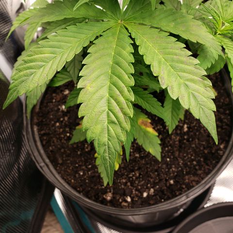 Geloctane  growlog photo: I don't know what the f***'s going on Too much water not enough water too many nutrients not enough nutrients too high of PH to low PH?????