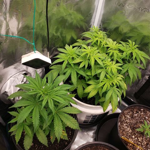 Geloctane  growlog photo: I don't know what the f***'s going on Too much water not enough water too many nutrients not enough nutrients too high of PH to low PH?????