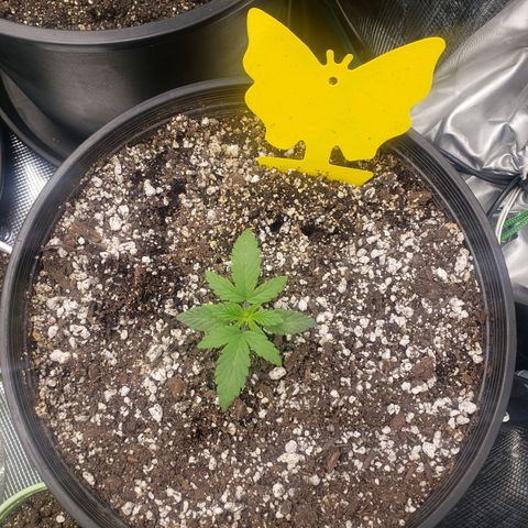 Geloctane  growlog photo: I don't know what the f***'s going on Too much water not enough water too many nutrients not enough nutrients too high of PH to low PH?????
