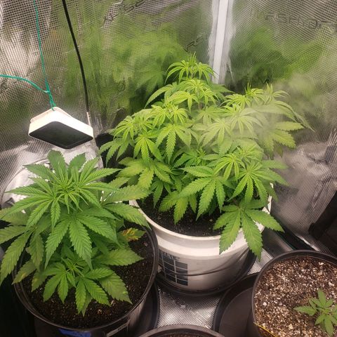 Geloctane  growlog photo: I don't know what the f***'s going on Too much water not enough water too many nutrients not enough nutrients too high of PH to low PH?????