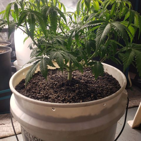 Geloctane  growlog photo: Trimmed geloctane  At least I'm learning 12:44am