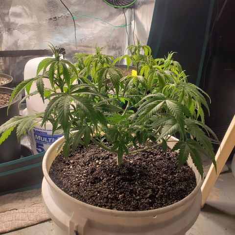 Geloctane  growlog photo: Trimmed geloctane  At least I'm learning 12:44am