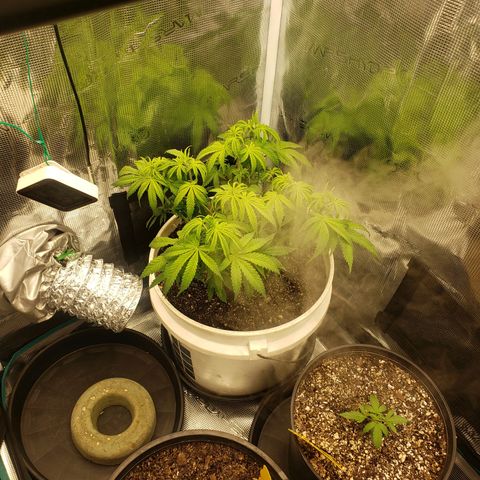 Geloctane  growlog photo: Trimmed geloctane  At least I'm learning 12:44am