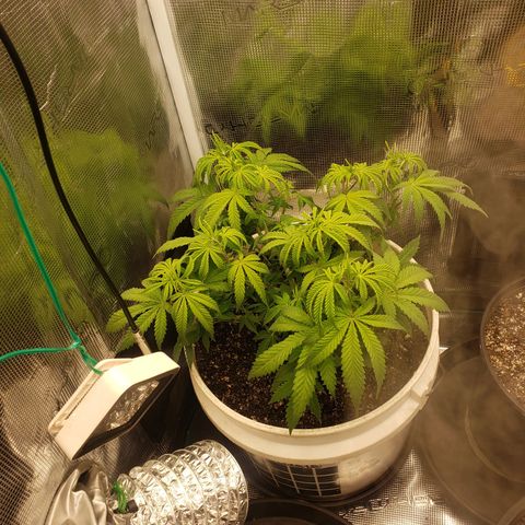 Geloctane  growlog photo: Trimmed geloctane  At least I'm learning 12:44am