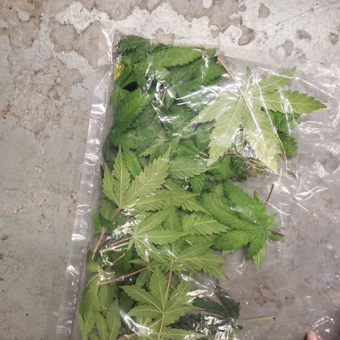 Geloctane  growlog photo: Trimmed geloctane  At least I'm learning 12:44am