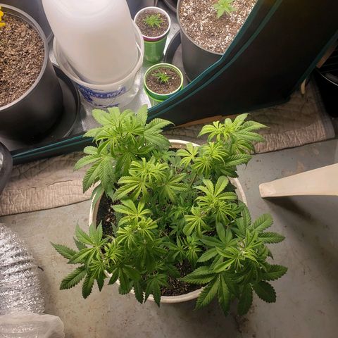 Geloctane  growlog photo: Trimmed geloctane  At least I'm learning 12:44am