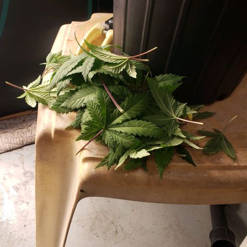 Geloctane  growlog photo: Trimmed geloctane  At least I'm learning 12:44am