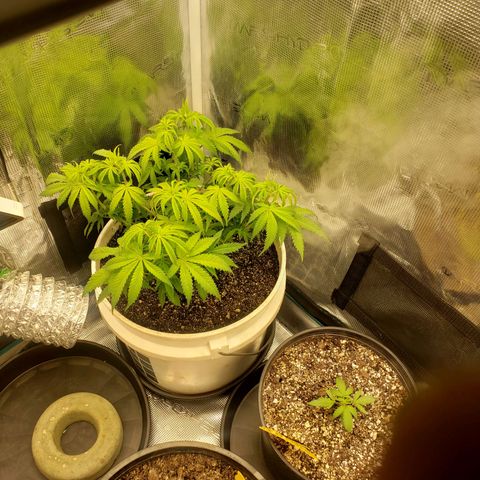 Geloctane  growlog photo: Trimmed geloctane  At least I'm learning 12:44am