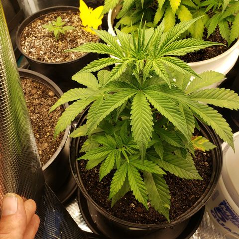 Geloctane  growlog photo: Did a soil test on the super skunk today low nitrogen i think 